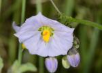 : - Solanum umbelliferum