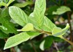 Behüllte Heckenkirsche - Lonicera involucrata