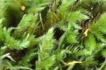 : - Isothecium cristatum