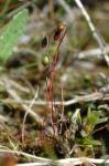 : - Bryum warneum