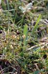Strand-Mastkraut - Sagina maritima