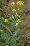 : - Sisymbrium austriacum subsp. chrysanthum