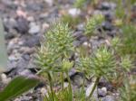 Geradfrüchtiges Hornköpfchen - Ceratocephala testiculata