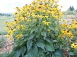 Schwarzäugige Rudbeckie - Rudbeckia hirta