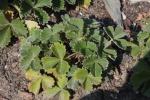 Fingerkraut - Potentilla megalantha