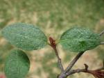 Kanadische Büffelbeere - Shepherdia canadensis