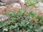Alpen-Gelbling - Sibbaldia procumbens
