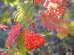 Eberesche - Sorbus aucuparia