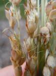 Zucker-Mohrenhirse - Sorghum bicolor