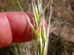 :-Stipa nelsonii