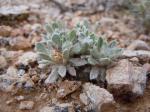 : - Townsendia spathulata