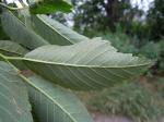 Amerikanische Ulme - Ulmus americana