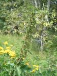 Große Brennnessel - Urtica dioica