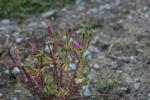 Portulakröschen-Portulaca grandiflora
