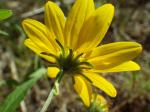 : - Heliomeris multiflora