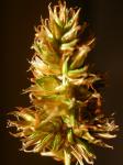 : - Carex hoodii