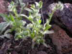 : - Cryptantha fendleri
