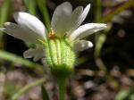 : - Layia glandulosa