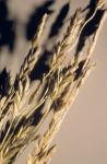 Büscheliges Liebesgras-Eragrostis pectinacea