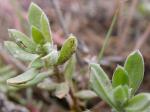 : - Gnaphalium palustre