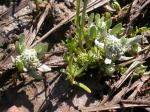 : - Psilocarphus brevissimus