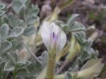 : - Astragalus purshii