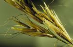 : - Helictotrichon hookeri