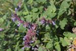 Kleine Katzenminze - Nepeta nepetella