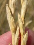Meergrüne Quecke - Elymus hispidus