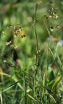 Duftendes Mariengras - Hierochloe odorata