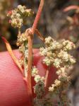 : - Chenopodium leptophyllum