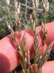 : - Melica bulbosa