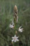 : - Asphodelus aestivus