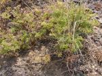 : - Pteryxia terebinthina
