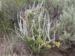 : - Tetradymia spinosa
