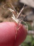 : - Elymus scribneri