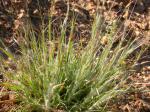 : - Danthonia unispicata