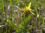 Großblütiger Hundszahn - Erythronium grandiflorum