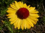 Kokardenblume - Gaillardia aristata