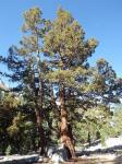 :-Juniperus occidentalis var. australis