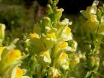 Echtes Leinkraut - Linaria vulgaris