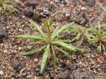 : - Oxytheca dendroidea