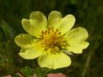 Hohes Fingerkraut - Potentilla recta