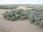 : - Sisymbrium linifolium