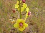 Schaben-Königskerze - Verbascum blattaria
