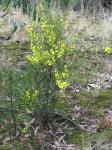 Goldstaub-Akazie - Acacia acinacea