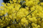 : - Acacia boormanii
