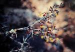 : - Acacia erinacea