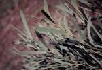 : - Acacia georginae