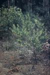 : - Acacia pentadenia